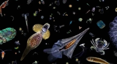 Plankton i jego rola w oceanie. Zooplankton i fitoplankton